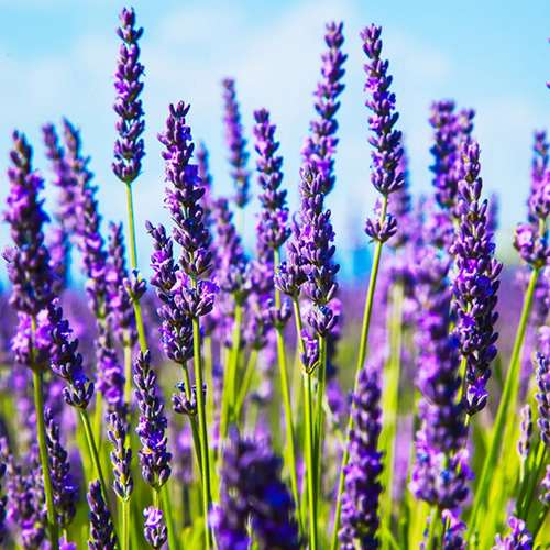 Immagine della Lavanda chje un Olio essenziale Lavanda, importante contro la forfora