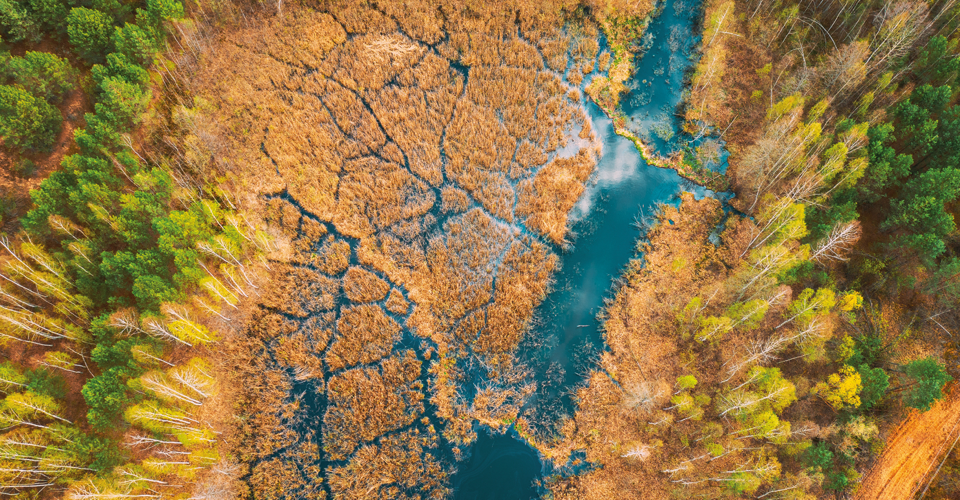 Immagine di una palude presa dall'alto. Molto verde