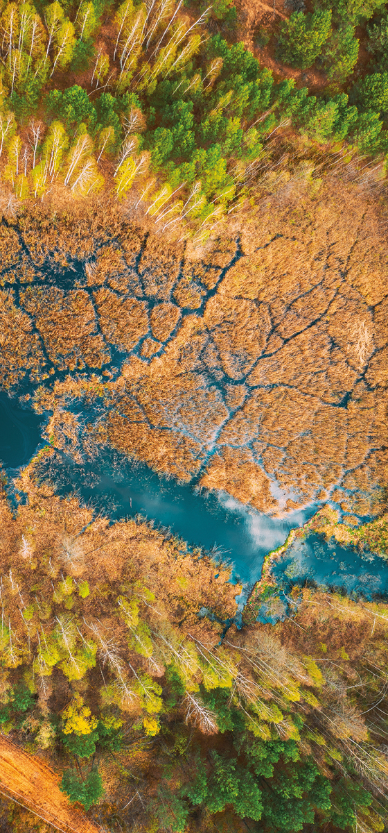 Immagine di una palude presa dall'alto. Molto verde
